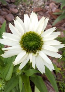 整形外科の花言葉